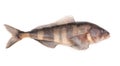 Greenling Royalty Free Stock Photo