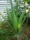 Greenly green aloe vera plant ,up, india- image