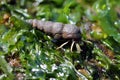 Greenmark Hermit Crab - Pagurus caurinus