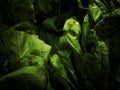 Greenness of chard leaves