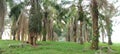 the greenness of old oil palm plantations