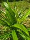 the greenness of pandan leaves