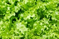 Greenoak Lettuce in organic farm Royalty Free Stock Photo