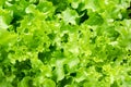 Greenoak Lettuce in organic farm Royalty Free Stock Photo