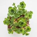 Greenovia Dodrentalis Mountain Rose succulent houseplant top view, colorful green color small flower bouquet arrangement, blossom