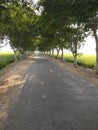 Greenry Trees road