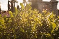 Greens back in the sunlight. The leaves of the shrub are illuminated by sunlight. Warm Sunny picture