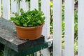 Greens in a brown pot.