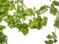 Greens of cilantro on a white background. coriander isolate. Salad ingredient. For a veggie lunch. Fragrant greens. Seasoning Royalty Free Stock Photo