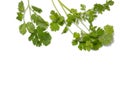 Greens of cilantro on a white background. coriander isolate. Salad ingredient. For a veggie lunch. Fragrant greens. Seasoning Royalty Free Stock Photo