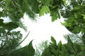 Green vegetable leaves lie on a white background in the form of a frame Royalty Free Stock Photo