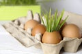 Greens growing in eggshells in an egg tray. The concept of recycling, reuse, composting. Ecological cultivation. plastic free,