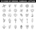 Greens, lettuce and cabbage black and white icons set. Vegetable salad
