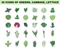 Greens, lettuce and cabbage simple colored icons set. Vegetable salad