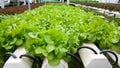 Greens Organic hydroponic growing vegetables Royalty Free Stock Photo