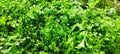 Greens, parsley, herbs in the garden, natural background Royalty Free Stock Photo