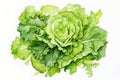 Greens raw lettuce fresh vegetable salad freshness leaves food background plant vegetarian organic Royalty Free Stock Photo