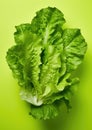 Greens salad lettuce nature fresh raw organic plant food vegetable vegetarian Royalty Free Stock Photo