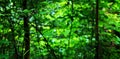 Greens trees forest in Great Smoky Mountains National Park. Clingmans Dome. Tennessee. Blue Ridge Mountains Royalty Free Stock Photo