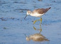 Greenshank Royalty Free Stock Photo