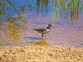 Greenshank Royalty Free Stock Photo