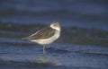 Greenshank, Tringa nebularia, Royalty Free Stock Photo