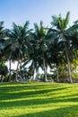 Greensward and coconut trees in the garden Royalty Free Stock Photo