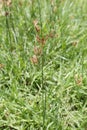 greensward , flowering grass