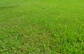 Greensward,Fresh green comfortable lawn. Royalty Free Stock Photo