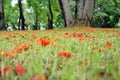 greensward, grass, green, turf, lawn, peaceful