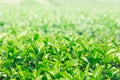 Greentea leaves. Royalty Free Stock Photo