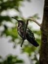 The greenthroat mango (Anthracothorax prevostii) is a species of bird in the Trochilidae family