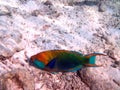 Greenthroat parrotfish biting at coral in Indian Ocean Royalty Free Stock Photo