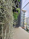 A greenwall living set up in an apartment to refresh an ozone