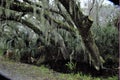 The Greenway on Amelia Island has beautiful water features Royalty Free Stock Photo