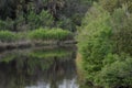The Greenway river bank is full of dark and lush vegetation Royalty Free Stock Photo