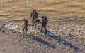 Three mudlarks searching along the foreshore of the River Thames Royalty Free Stock Photo