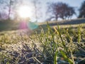 Greenwich park morning frost on the grass. London. Royalty Free Stock Photo