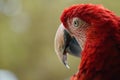 Greenwing Macaw, profile on green Royalty Free Stock Photo