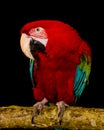 Greenwing Macaw. Bird. Parrot. Royalty Free Stock Photo