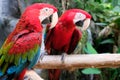 Greenwing Macaw Royalty Free Stock Photo