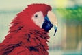 Greenwing Macaw, profile on green Royalty Free Stock Photo