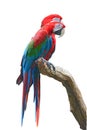 Greenwinged Macaw Royalty Free Stock Photo
