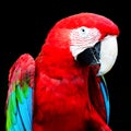 Greenwinged Macaw Royalty Free Stock Photo