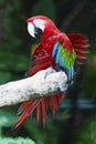 Greenwinged Macaw