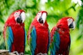 Greenwinged Macaw