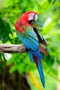 Greenwinged Macaw