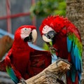 Greenwinged Macaw Royalty Free Stock Photo