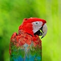 Greenwinged Macaw