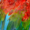 Greenwinged Macaw feathers Royalty Free Stock Photo